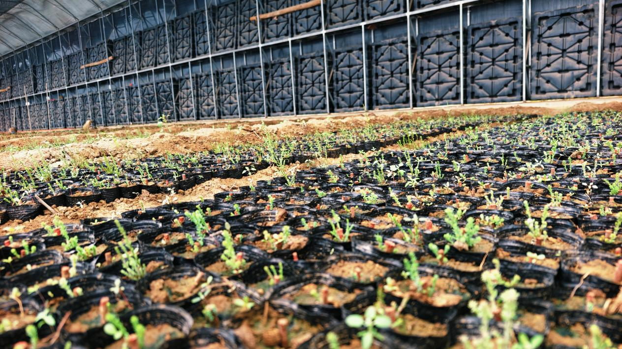 新时代 新征程 新伟业 | 五原县保障性苗圃育苗工作稳步推进 助力“三北”生态建设相关图片