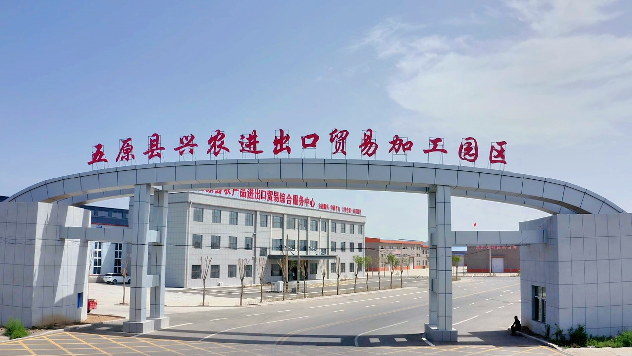 五原县：科技赋能破困局 霉变向日葵迎转机相关图片