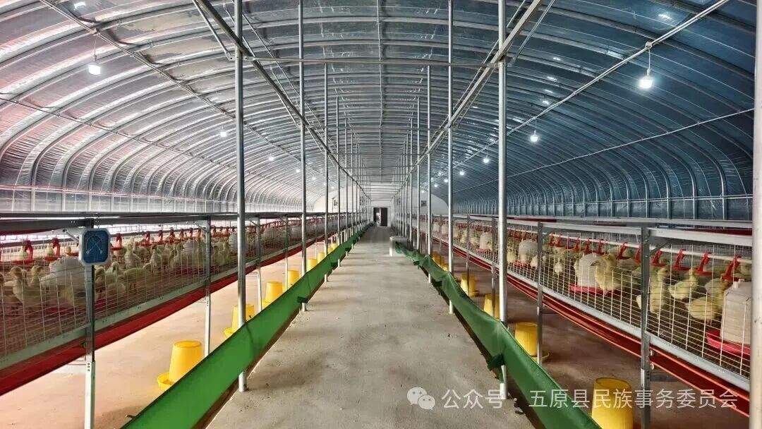 五原县天吉泰镇“鹅产业”扬帆起航！“联农带农”绘就乡村振兴新图景相关图片