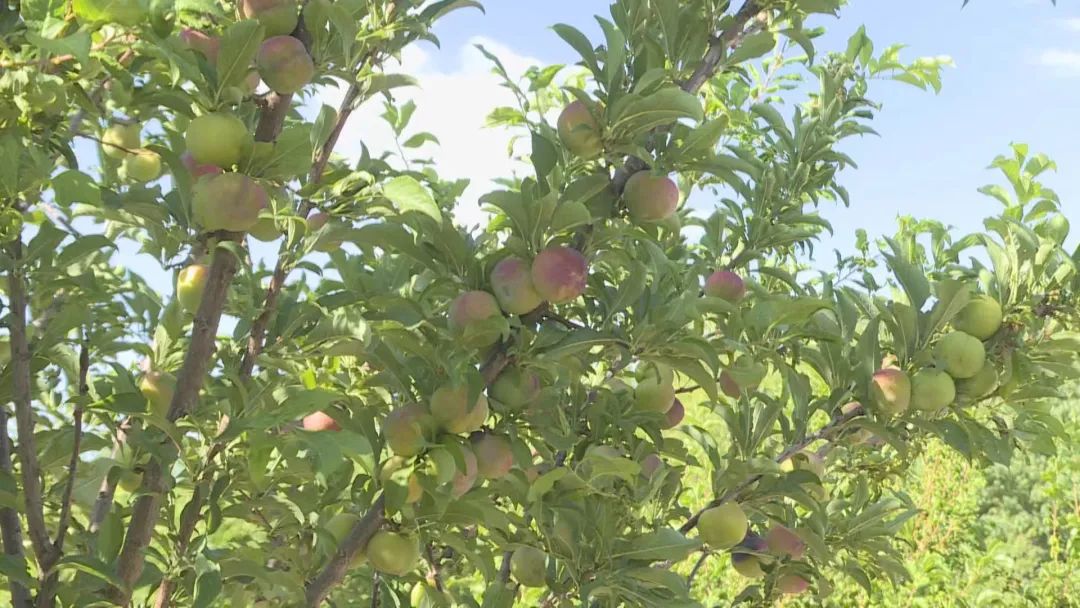 1655883298152005414.jpg 02.jpg