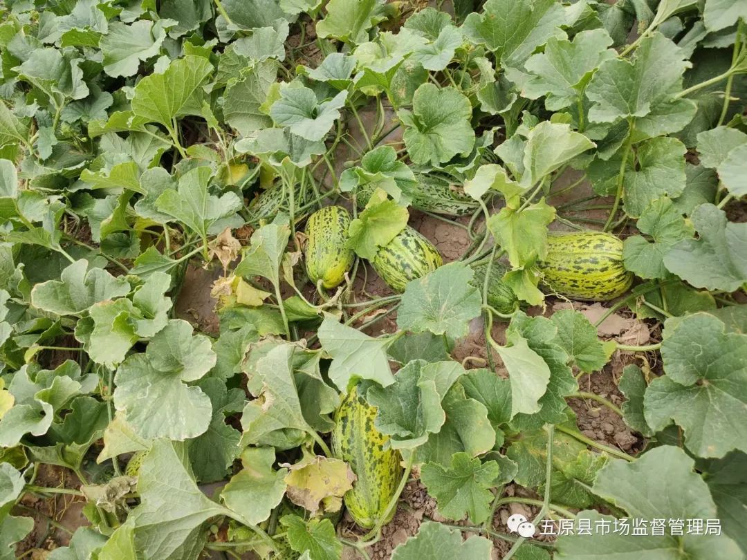 1658111959253083080.jpg 2.jpg