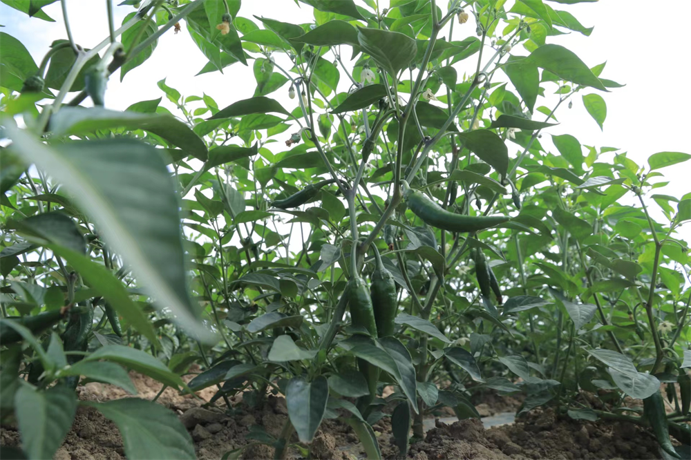 1658225962799057189.png 02.png