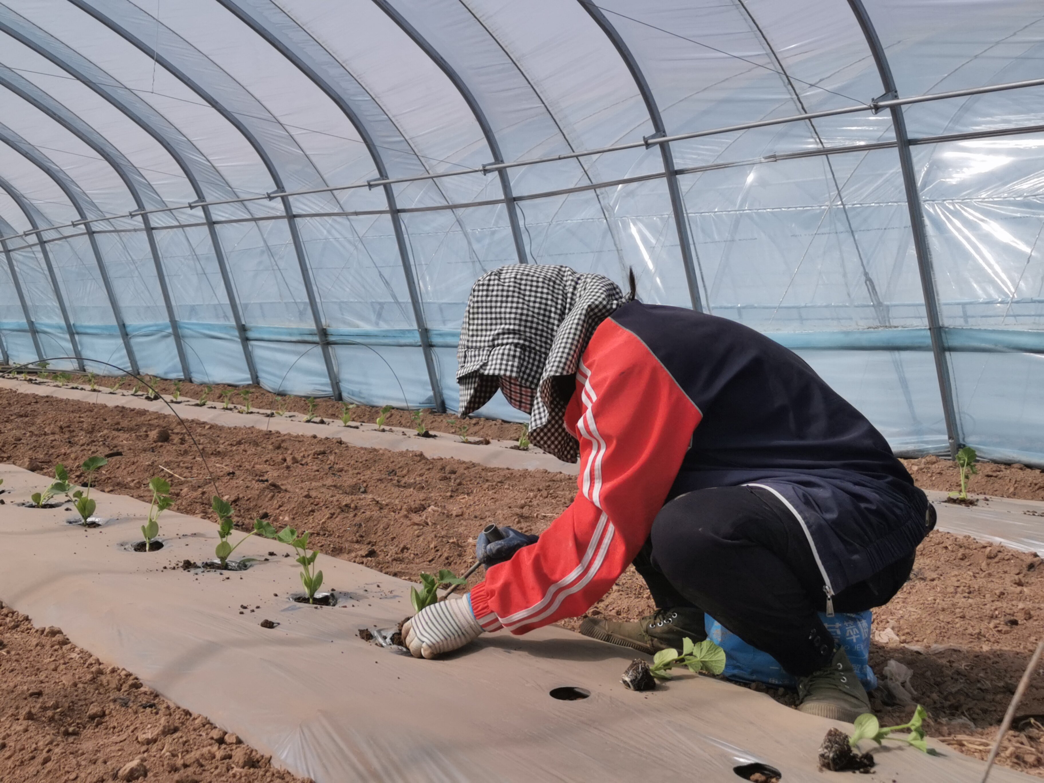 1682044216353070630.jpg 4_proc.jpg