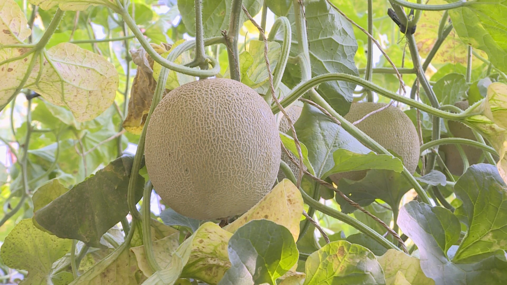 1700473167315027709.jpeg 1700473167315027709.jpeg