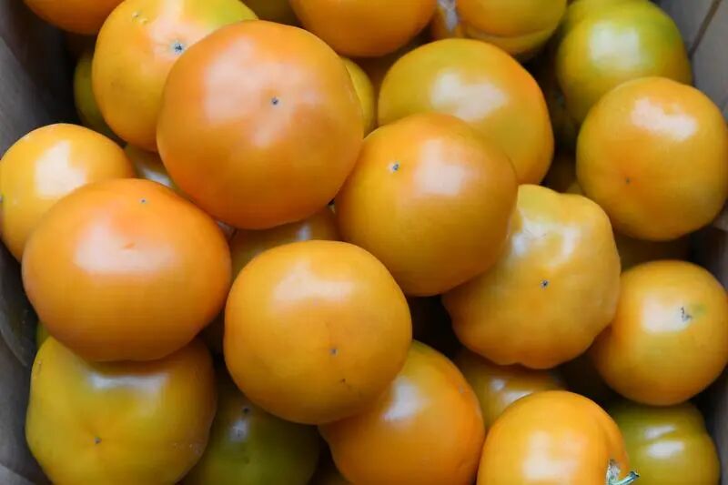 “生态包袱”变“绿色财富”——五原县农业面源污染全链条治理模式系列报道之二(图2)